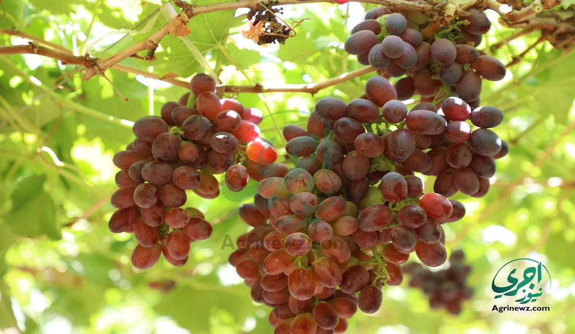 رئيس مكافحة الآفات لـ”اجري نيوز”: نظام “الإنذار المبكر” يسبق الجراد والآفات.. وتوفير المبيدات لغير القادرين مجانًا – موقع اجرى نيوز الإخباري