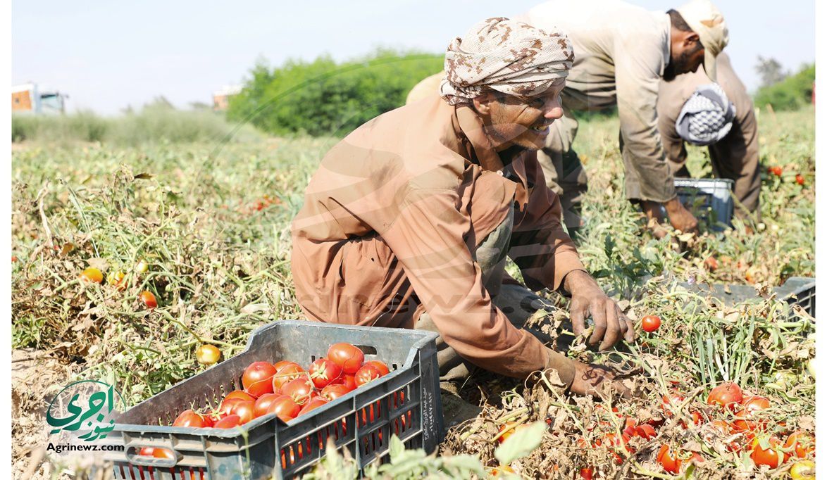 بإنتاجية تتخطى 65 طناً.. “الزراعة” تحقق طفرة في هجن الطماطم ال…