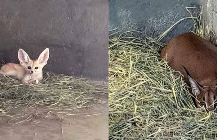 شرطة الشارقة تُحبط عملية اتجار بحيوانات محمية قانوناً