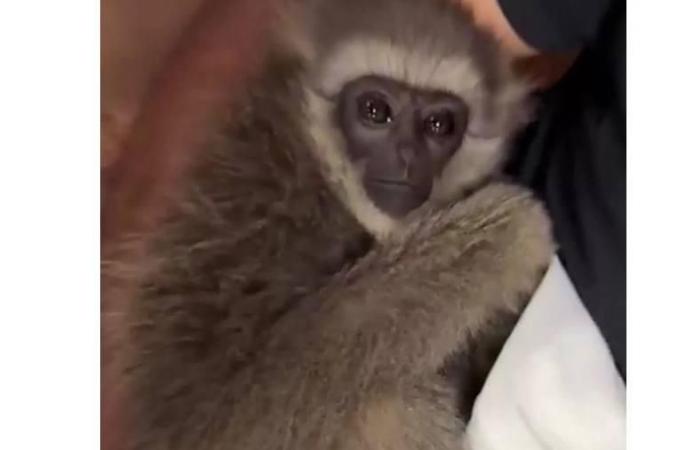 الهند تحبط تهريب قردين مهددين بالانقراض