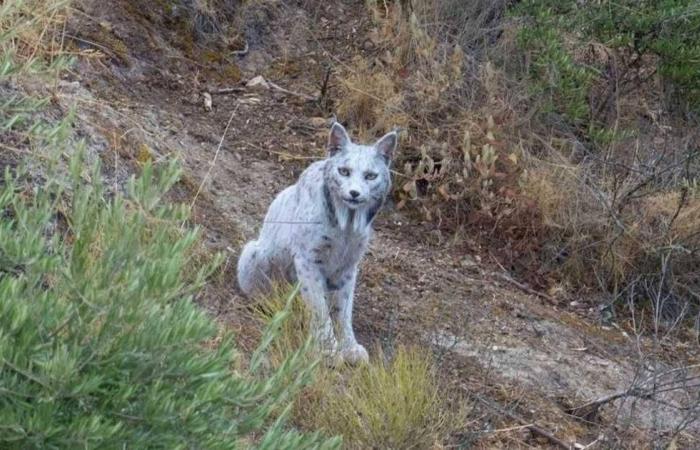 تصوير نادر.. ظهور الشبح الأبيض بجنوب إسبانيا يربك العلماء