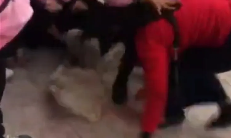 طالبتان تهاجمان زميلتهما ووالدتها في مشاجرة مدرسية