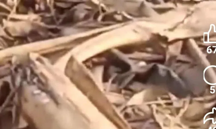 نقوم بتمشيط مصرف بلبيس بعد بلاغ الأهالي عن وجود تماسيح، وكيل وزارة الري بالشرقية يؤكد استمرار الجهود